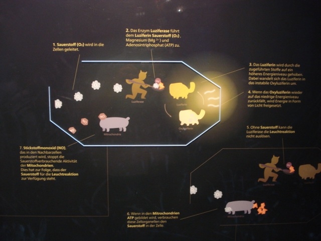 EinsteinexkursionNo04