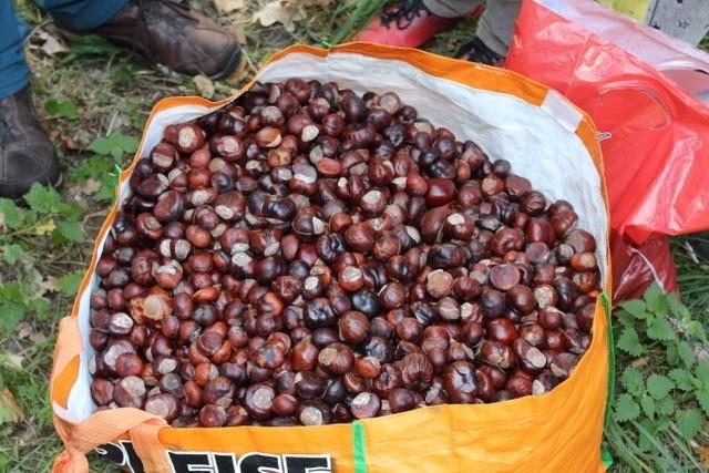 1819BaumpflanzungNo07