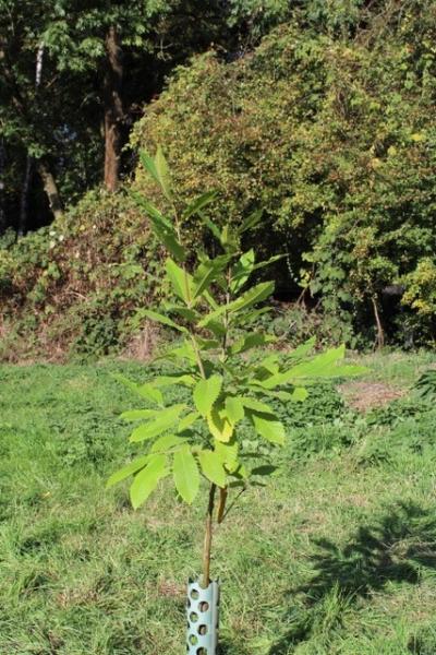 1819BaumpflanzungNo09